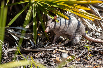 Nine Banded Armadillo Forages for food