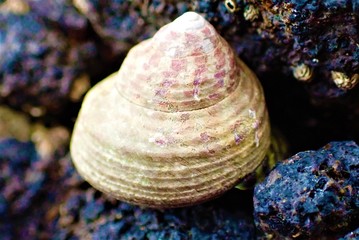 shells on the beach