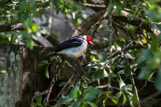 Yellow billed Cardinal photographed in Corumba, Mato Grosso do Sul. Pantanal Biome. Picture made in 2017.