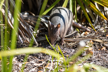 Nine Banded Armadillo Forages for food