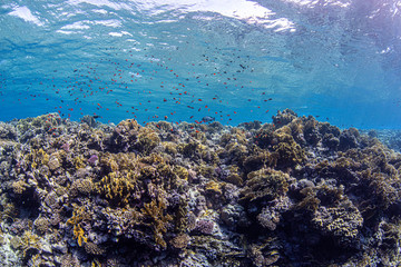 Fototapeta na wymiar Korallen am Big Brother Riff im Roten Meer in Ägypten