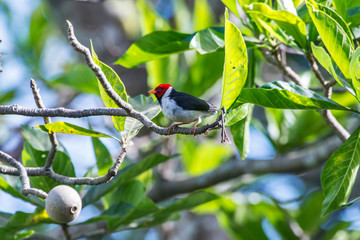 Yellow billed Cardinal photographed in Corumba, Mato Grosso do Sul. Pantanal Biome. Picture made in 2017.