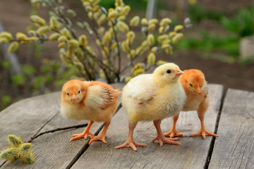 Three chicken - two fox chicken and one broiler on a wooden background with branches of a blossoming willow
