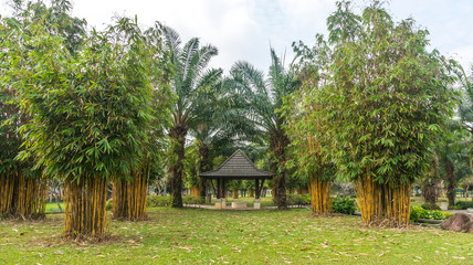 Bamboo at green garden