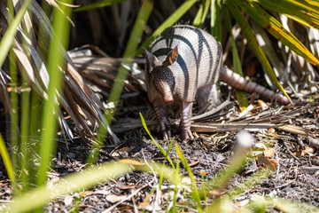Nine Banded Armadillo Forages for food