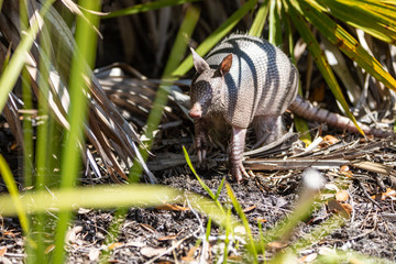 Nine Banded Armadillo Forages for food