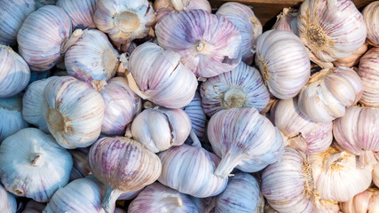 lots of fresh garlic on the market