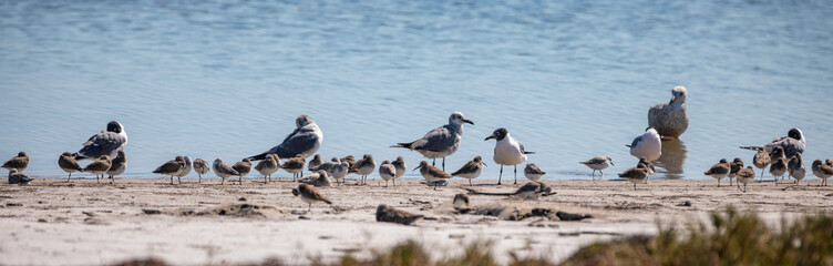 Gulls and Sandpipers on the waters edge