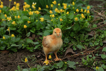Fox chick in blooming flowers of marsh marshmallow in the garden