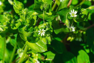 Cerastium diffusum (mouse ear) flowers and plant