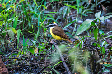 Bird photographed in Corumba, Mato Grosso do Sul. Pantanal Biome. Picture made in 2017.