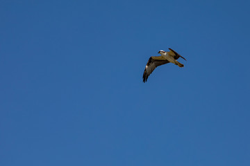 Osprey flies through a perect blue sky