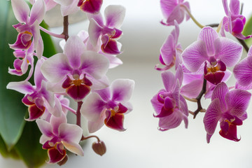 Soft focus of beautiful branches of mini orchids Brother Pico Sweetheart and Sogo Vivien. Phalaenopsis, Moth Orchid are on white blurry background. Lovely idea for any design. Place for your text - obrazy, fototapety, plakaty