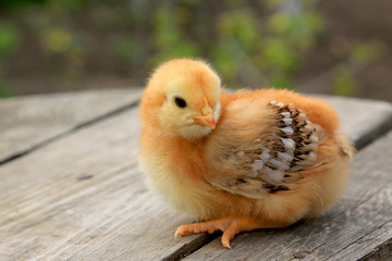 Little fox chicken on a wooden background in the garden
