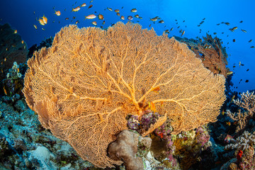 Gorgonie im Roten Meer bei Marsa Alam