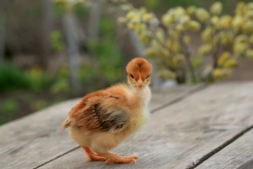 Little chicken with a naked neck or Spanish woman on a wooden background with branches of a blossoming willow