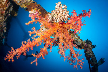Rote Koralle am Wrack der Chrisoula K bei Abu Nuhas im Roten Meer