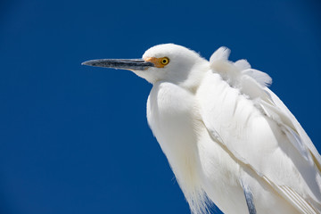 Snowey Egret on the Florida Gulf Coast