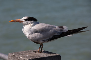 Royal Turn on Gulf Coast of Florida