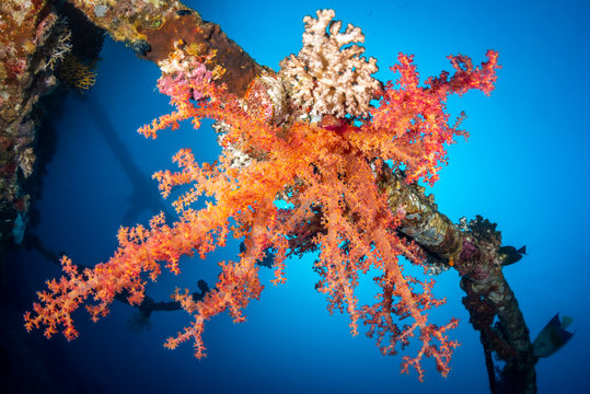 Rote Koralle am Wrack der Chrisoula K bei Abu Nuhas im Roten Meer
