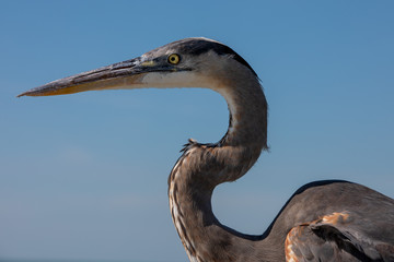 Great Blue Heron close up