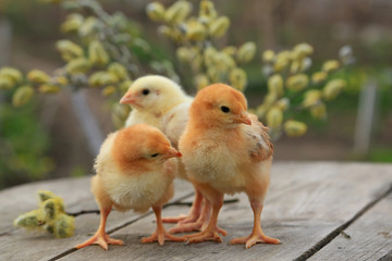 Three chicken - two fox chicken and one broiler on a wooden background with branches of a blossoming willow