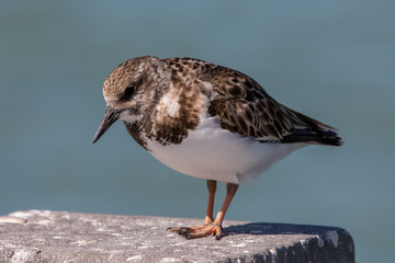 Small brown bird siting on post