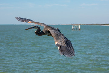 Great Blue Heron in Flight