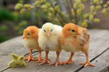 Three chicken - two fox chicken and one broiler on a wooden background with branches of a blossoming willow