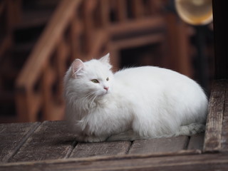 portrait of white long-haired cat