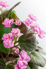 Beautiful violets. Senpolia. Flowering period. Houseplants. Hobby.
