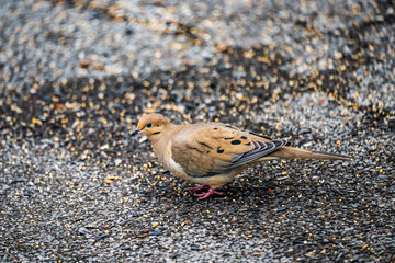 Mourning Dove