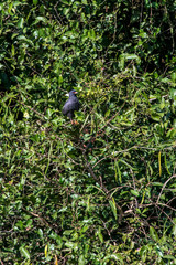 Snail kite photographed in Corumba, Mato Grosso do Sul. Pantanal Biome. Picture made in 2017.