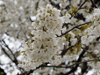 Merisier ou cerisier des oiseaux (Prunus avium), grand arbre d'ornement à floraison blanche de...