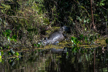 Yacare Caiman photographed in Corumba, Mato Grosso do Sul. Pantanal Biome. Picture made in 2017.