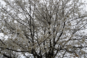 (Prunus avium) Cime arrondie du cerisier des oiseaux à branches dénudées aux rameaux brun garnies de grappes de fleurettes blanches printanière