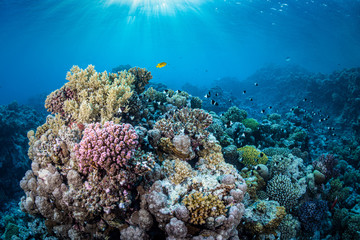 Naklejka na ściany i meble Korallenriff im Roten Meer in Ägypten