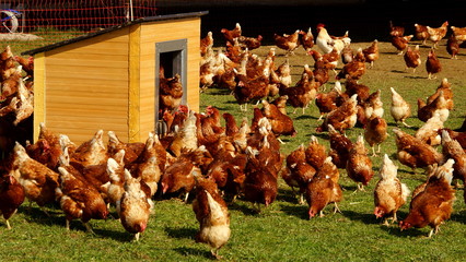 gepflegte Hühnerfarm eines Biobauern