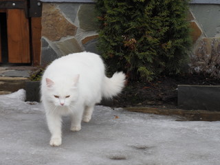 portrait of white long-haired cat