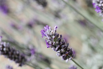 Lavande