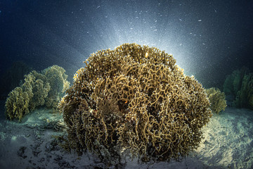 Fototapeta na wymiar Feuer koralle bei Nacht im Roten Meer in Ägypten