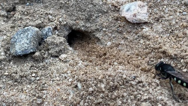 Sand wasp (Stictia carbonaria). Close up shot of Sand Wasp(s) digging little tunnels in the sand. Also known commonly as "sand bees." 