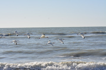 Birds Surf