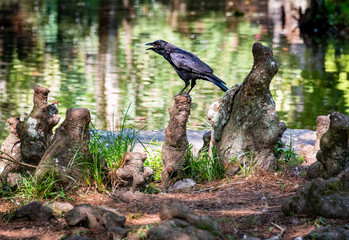 Grackle sitting on tree roots at park in Rome Georgia.