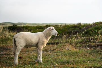 Lamb alone on pasture on Sylt island at North sea