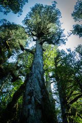 Fototapeta premium Alerces ruta 7, ubicado en caleta gonzalo, patagonia, región de los lagos, Chile.
