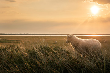 White lamb in tall grass at sunrise on Sylt island