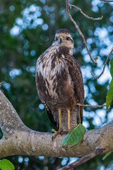 Savanna Hawk photographed in Corumba, Mato Grosso do Sul. Pantanal Biome. Picture made in 2017.