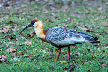 Buff necked Ibis photographed in Corumba, Mato Grosso do Sul. Pantanal Biome. Picture made in 2017.