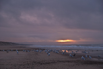 Seagulls on the beach in Blokhus, Denmark.